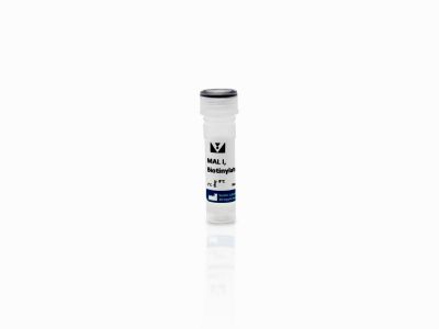 Maackia Amurensis Lectin II (MAL II), Unconjugated