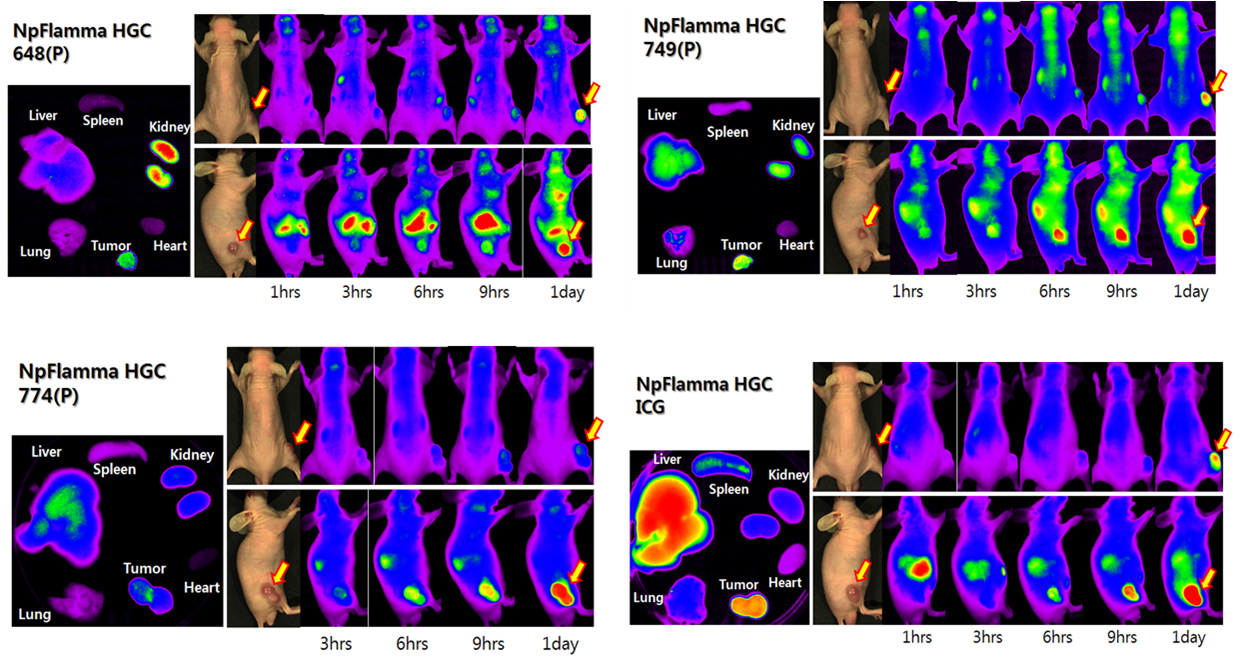 BioAct 體內成像工具                              In Vivo Imaging Tools