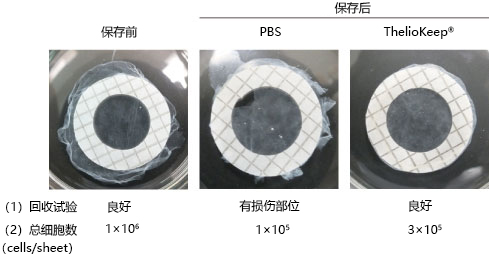 231584947505.jpg 無(wú)DMSO的皮膚及神經(jīng)組織用冷藏保存液 ThelioKeep?